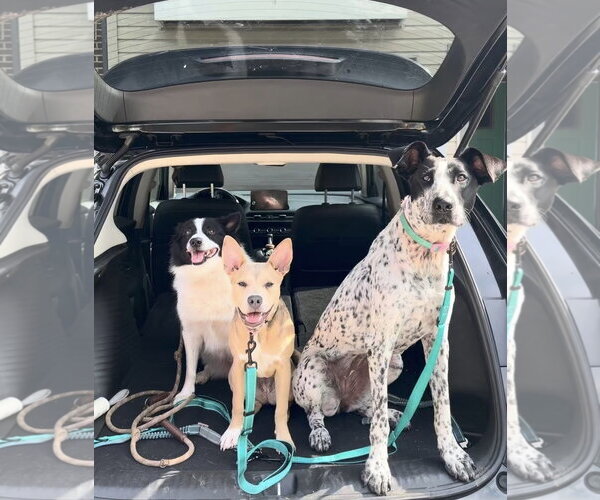 Medium Photo #5 Mutt Puppy For Sale in Sykesville, MD, USA