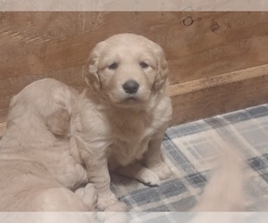 Golden Retriever Puppy for Sale in PORTLAND, Oregon USA