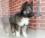 Small Photo #2 Siberian Husky Puppy For Sale in CO SPGS, CO, USA