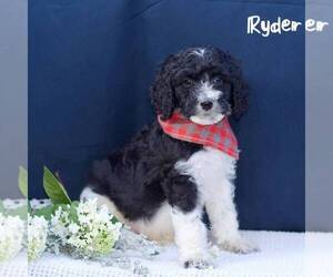 Poodle (Standard) Puppy for sale in MIFFLINBURG, PA, USA