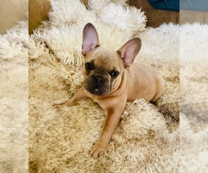 French Bulldog Dogs for adoption in IRVINE, CA, USA