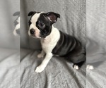 Small #2 Boston Terrier