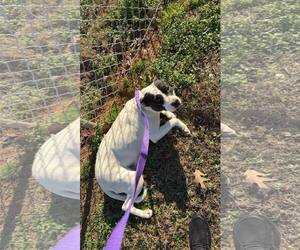 Meme - Female Mutt Dog for Adoption - Photo #2