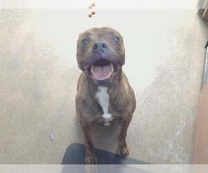 Staffordshire Bull Terrier-Unknown Mix Dogs for adoption in Sacramento, CA, USA
