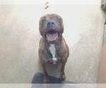 Small Staffordshire Bull Terrier Mix