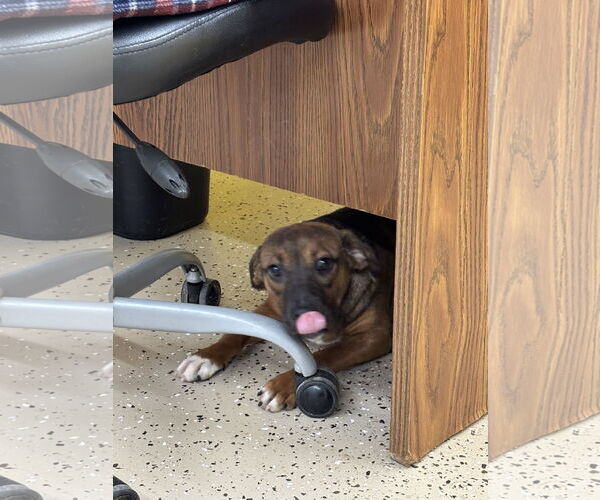 Medium Photo #3 Labbe Puppy For Sale in York, SC, USA