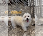 Small #3 Coton de Tulear