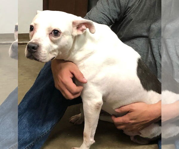 Medium Photo #3 American Staffordshire Terrier Puppy For Sale in Amarillo, TX, USA