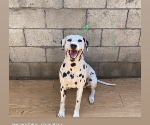 Medium Photo #1 Dalmatian Puppy For Sale in RIVERSIDE, CA, USA