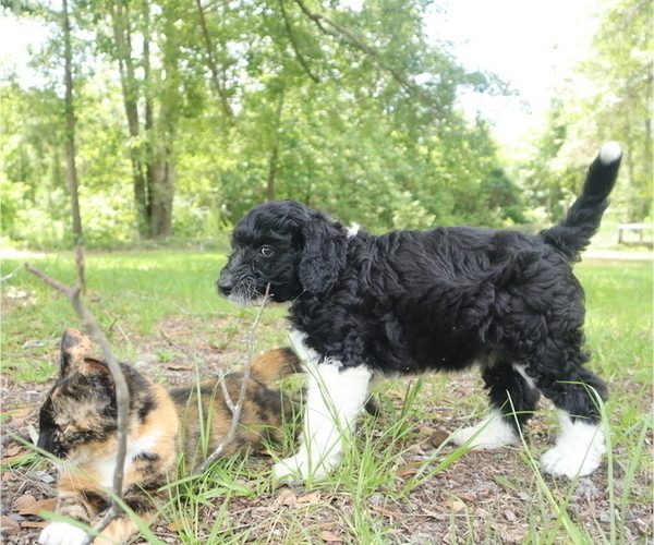 Medium Photo #2 Aussiedoodle Puppy For Sale in CONWAY, SC, USA