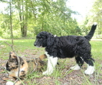 Small #1 Aussiedoodle