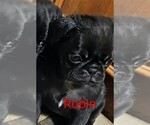 Small #2 Pug