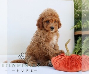 Goldendoodle (Miniature) Puppy for sale in NARVON, PA, USA