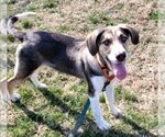 Small #1 Mutt