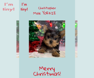 Yorkshire Terrier Puppy for sale in AZLE, TX, USA