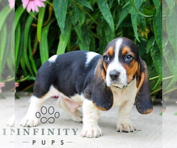 Medium Photo #2 Basset Hound Puppy For Sale in MANHEIM, PA, USA