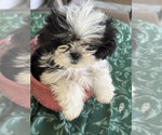 Sassy - Female Shih Tzu Puppy for Sale - Photo #6