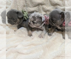 French Bulldog Puppy for sale in MORENO VALLEY, CA, USA