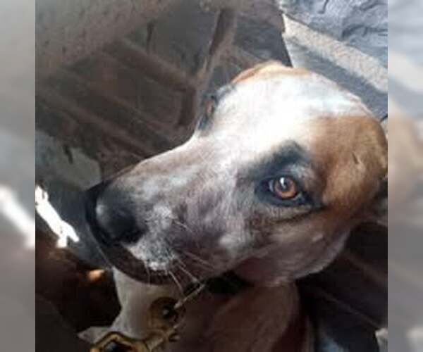 Medium Photo #4 Labrador Retriever-Unknown Mix Puppy For Sale in Pacific grove , CA, USA