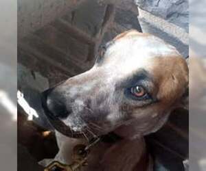 Boba - Female Labrador Retriever-Unknown Mix Dog for Adoption - Photo #4