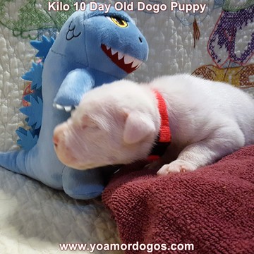 Medium Photo #34 Dogo Argentino Puppy For Sale in JANE, MO, USA