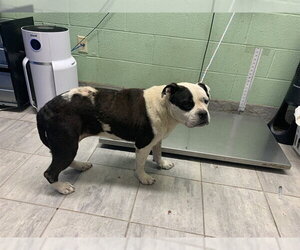 Boxer-Unknown Mix Dogs for adoption in Grand Prairie, TX, USA