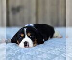 Small #2 Beaglier