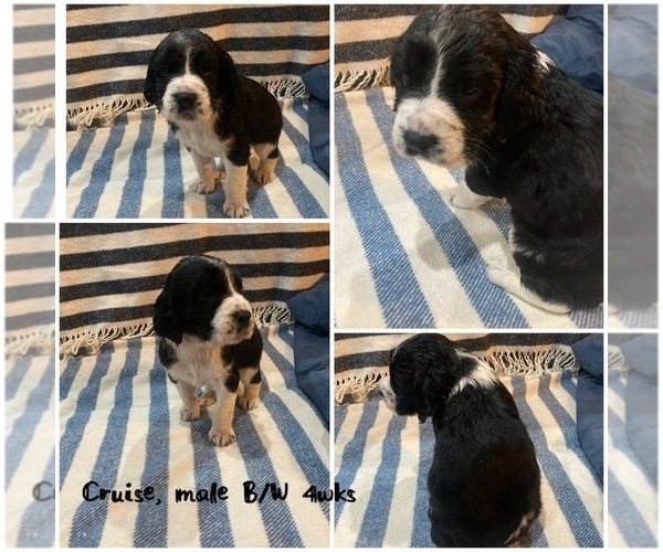 Full screen Photo #1 English Springer Spaniel Puppy For Sale in CENTER POINT, TX, USA