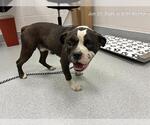 Small American Pit Bull Terrier Mix