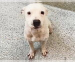 Small #1 Mutt