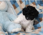 Small #1 Poodle (Miniature)