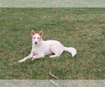Small #2 Collie Mix