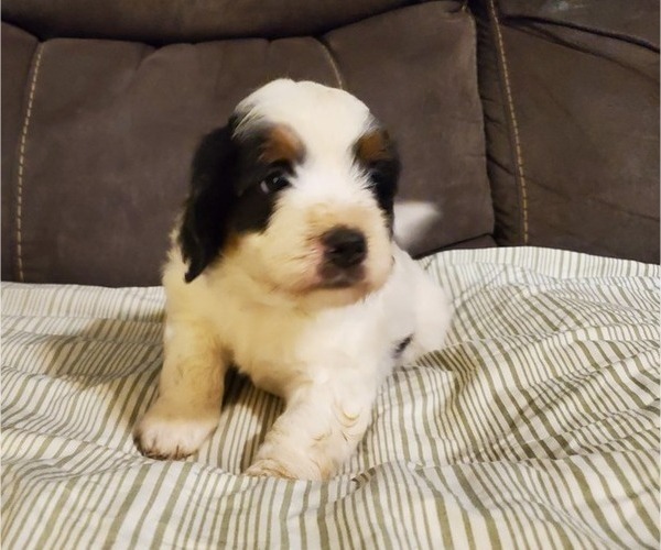 Medium Photo #26 Bernedoodle (Miniature) Puppy For Sale in LEETONIA, OH, USA