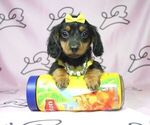 Small Photo #11 Dachshund Puppy For Sale in LAS VEGAS, NV, USA