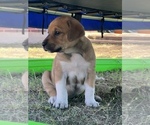 Puppy 2 Great Pyrenees-Rhodesian Ridgeback Mix