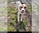 Small #1 English Foxhound Mix