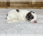 Small Photo #5 Aussiedoodle Puppy For Sale in CONWAY, MO, USA