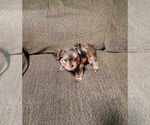 Small Photo #2 Morkie Puppy For Sale in LOS LUNAS, NM, USA