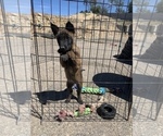 Small Photo #7 Belgian Malinois Puppy For Sale in SAN DIEGO, CA, USA