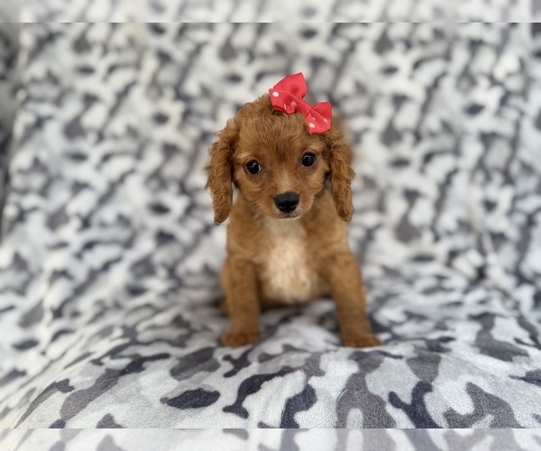 Medium Photo #6 Cavapoo (Miniature) Puppy For Sale in LAKELAND, FL, USA