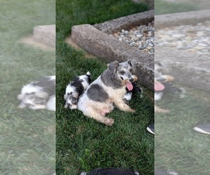 Mother of the Schnauzer (Miniature) puppies born on 08/06/2025