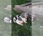 Small Photo #1 Schnauzer (Miniature) Puppy For Sale in GOSHEN, IN, USA