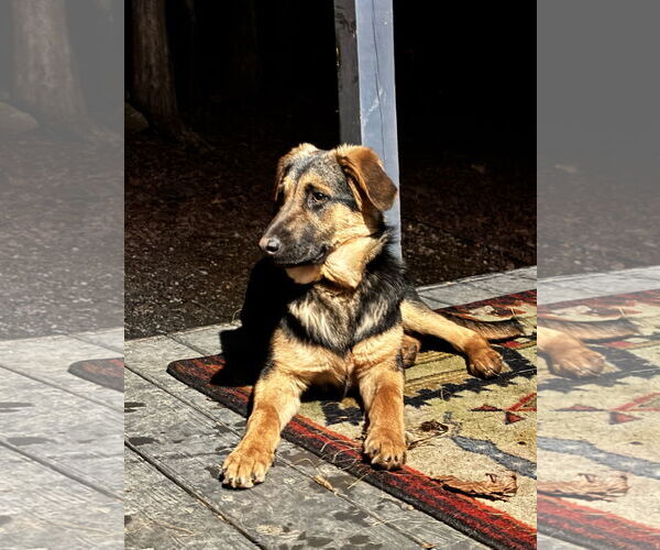Medium Photo #5 German Shepherd Dog Puppy For Sale in LOGANVILLE, GA, USA