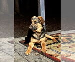 Small #4 German Shepherd Dog