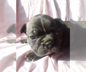 Faux Frenchbo Bulldog Puppy for sale in SCOTTVILLE, MI, USA