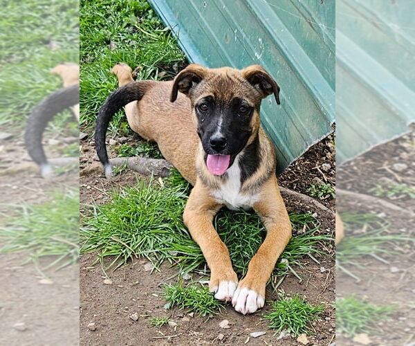 Medium Photo #1 Mutt Puppy For Sale in Tracy City, TN, USA