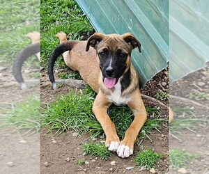 Mutt Dogs for adoption in Tracy City, TN, USA