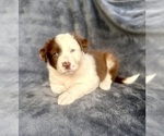 Puppy Devi Australian Shepherd
