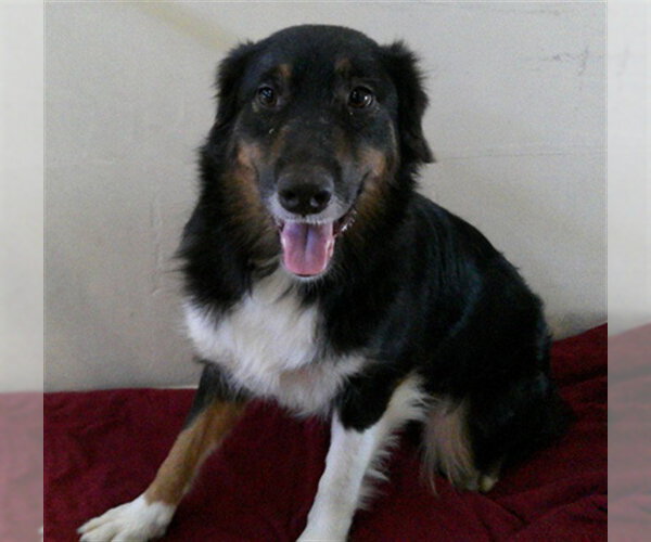 Medium Photo #1 Australian Shepherd Puppy For Sale in Sanford, FL, USA