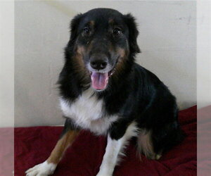 Australian Shepherd Dogs for adoption in Sanford, FL, USA